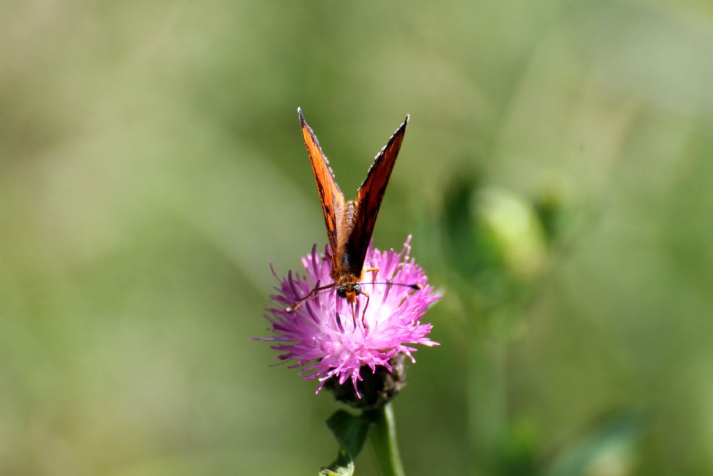 Melitaea didyma?